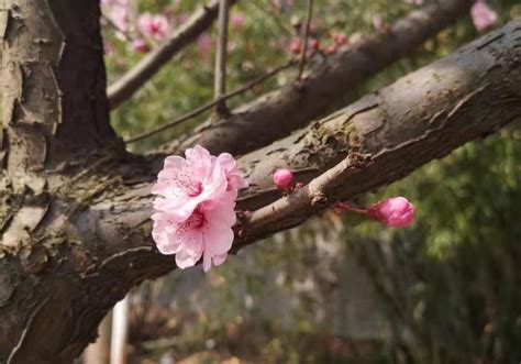 種桃花招桃花|招桃花的十大秘訣五大方法，一般人我不告訴他 